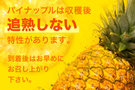 【予約受付】ポコットパイン1ｋｇ（1～2玉）お勧め♪川平パイン《2025年5月～7月頃順次発送》KN-3