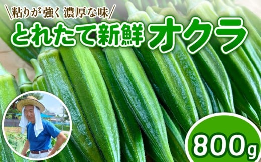 オクラ 新鮮 朝採り 採りたて 800g 令和7年産 おくら 特産品 野菜 夏野菜 つぐちゃん畑 新潟 新潟県 新発田産 新発田市 tsuguchan001