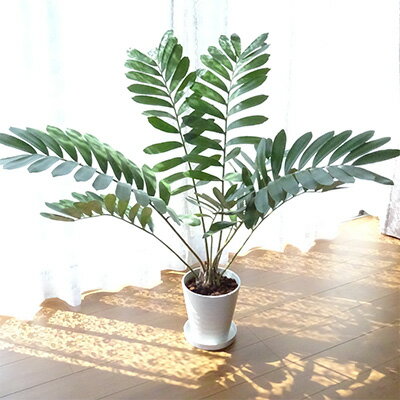 【ふるさと納税】＜2026年5月中旬以降順次発送＞ザミア・プミラ8号(鉢底より高さ80cm～100cm前後・プラスチック製ホワイト鉢・専用受け皿付き) ※北海道・沖縄・離島配送不可※ 植物 グリーン インテリア おしゃれ ギフト【トロピカルフルーツ＆プランツ】