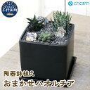 【ふるさと納税】おまかせハオルチア 自生地風レイアウト 陶器鉢植え マットブラック塗装鉢（1鉢）インテリア ナチュラル 自然 リラクゼーション 室内栽培 プレゼント ギフト 贈答用 送料無料 株式会社チャーム