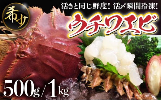 
                  ＜選べる容量＞活〆ウチワエビ 500g(3～5尾)/1000g(6～10尾)｜国産 東洋町産 セット 海老 うちわえび 新鮮 海鮮 高知県 東洋町 四国 お取り寄せ 送料無料 S211
                
