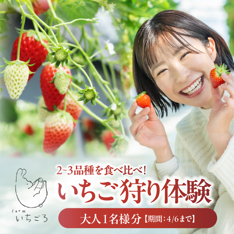 2～3品種の苺を食べ比べ！いちご狩り体験【4月6日まで】大人1名分　いちご 苺 イチゴ ストロベリー いちご狩り 苺狩り レジャー お出かけ 体験 春休み 旅行 家族 いちごろ farmいちごろ 愛知県 常滑市
