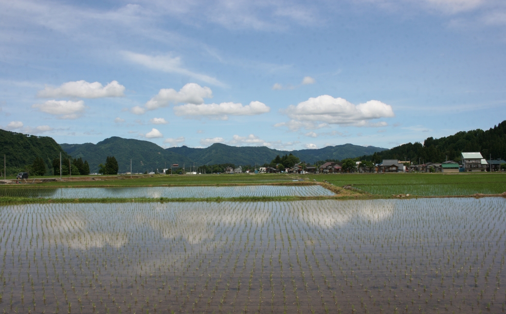 【6ヶ月定期便】【令和7年産】魚沼産コシヒカリ 特別栽培米 津南町認証米 10kg(5kg×2袋) 新潟県 津南町 大阪屋商店 129404-027