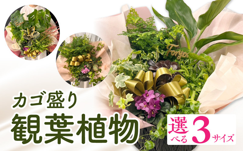 
【サイズが選べる】観葉植物 カゴ盛り_M238-007-SKU
