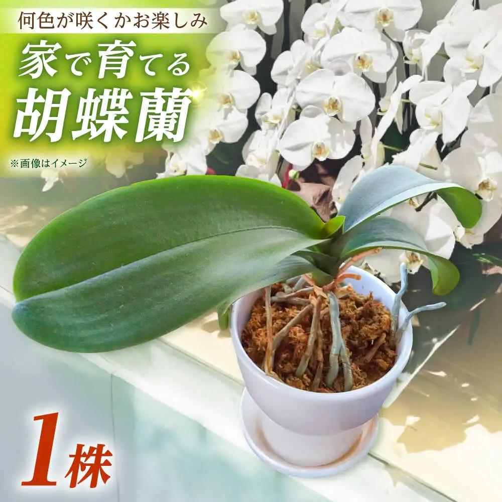 【家で育てる！】胡蝶蘭 苗1株 胡蝶蘭 洋蘭 苗 [BDAB001]