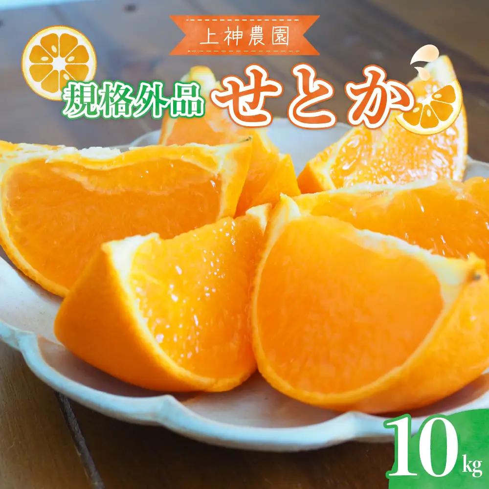 先行受付 2027年2月初旬～発送 せとか 規格外品 約10kg 呉市
