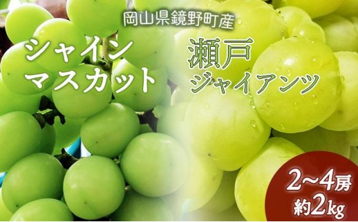 
                  【数量限定】鏡野町産 瀬戸ジャイアンツ＆シャインマスカットセット 2kg（2～4房）
                
