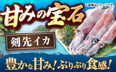 【ふるなび限定】剣先イカ 刺身用 500g [JCC024] イカ刺し FN-Limited-PR