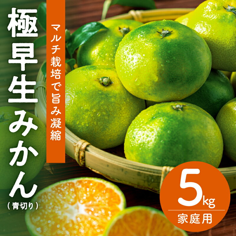 【ふるさと納税】ささのうち農園 訳あり 極早生 青切り温州みかん 5kg 家庭用 │ 果物 フルーツ 柑橘 みかん 青切り 温州みかん 極早生 5kg 訳あり 家庭用 マルチ栽培 旬 秋