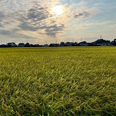 ふるさと納税 磐田市 【新米先行受付】R8年産 新米 にこまる 白米 10kg 静岡県磐田市産 |  | 01