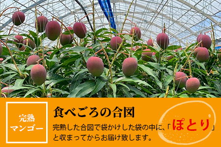 石垣島産完熟マンゴー（約 1～1.2 kg：２～４個） KP-11 【 産地直送 旬 フルーツ 新鮮 完熟 マンゴー 石垣 沖縄 】