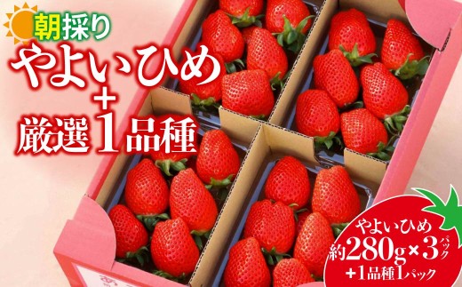 やよいひめ280g×3パック＋厳選1品種　合計4パック | イチゴ 苺 高品質 たっぷり 新鮮 完熟 旬 ストロベリー 高級 産地直送 果汁 甘い あまい 人気 高評価 高糖度 ごほうび プレゼント 朝採れ やよいひめ ななか 恋みのり あまおとめ あすかルビー 贈答用 群馬県 前橋市
