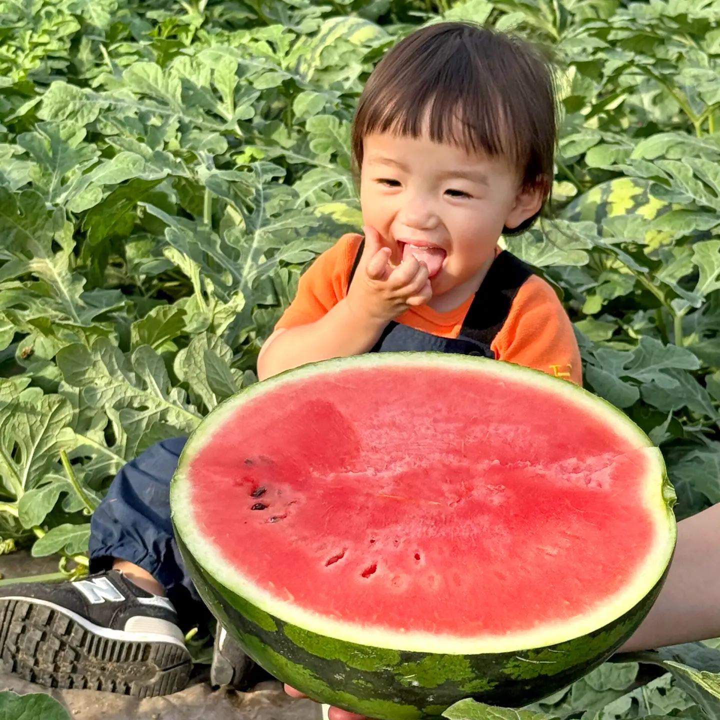 【先行予約】 春の大玉スイカ 約6～7kg（L） すいか 大玉 フルーツ 野菜 果物 山鹿市 【山下農園】[ZGA002]
