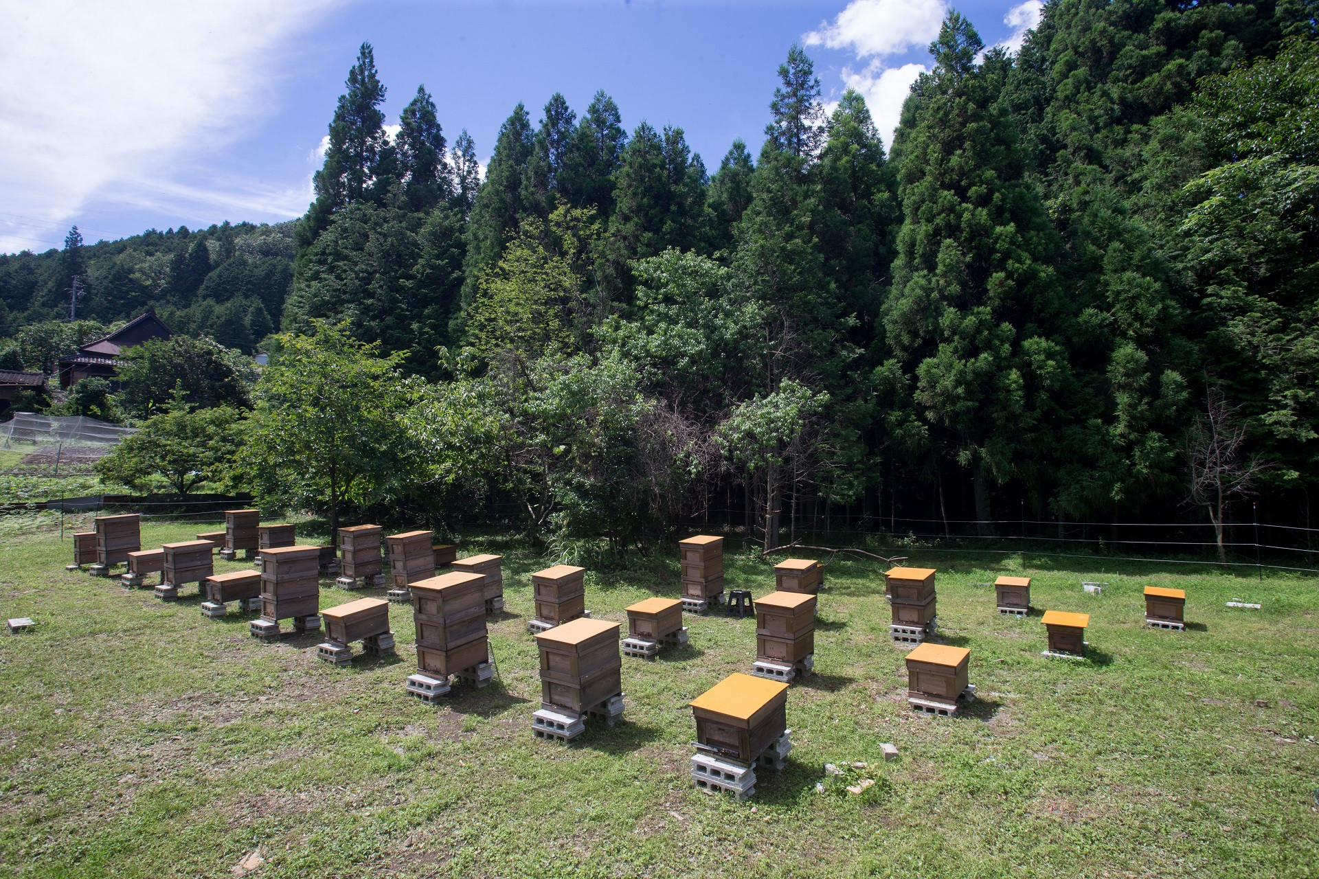 養蜂場風景