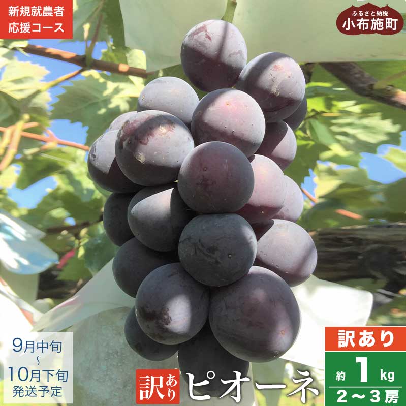 【ふるさと納税】【訳あり】ピオーネ 約1kg 2〜3房 ［新規就農者応援コース 幸作会］果物 フルーツ ぶどう 不揃い 規格外 数量限定 長野県産 信州産 冷蔵便 クール便 令和7年産【2025年9月中旬～10月下旬発送】