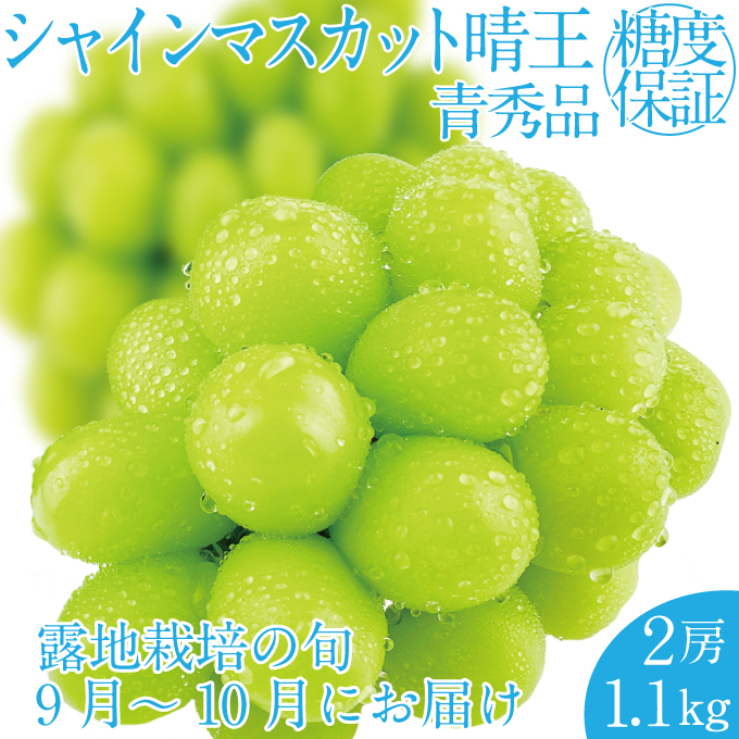 2026年 先行予約受付中 シャインマスカット晴王 2房 約1.1kg 岡山県産 種無し 皮ごと食べる みずみずしい 甘い フレッシュ 瀬戸内 晴れの国 おかやま 果物大国 ハレノフルーツ