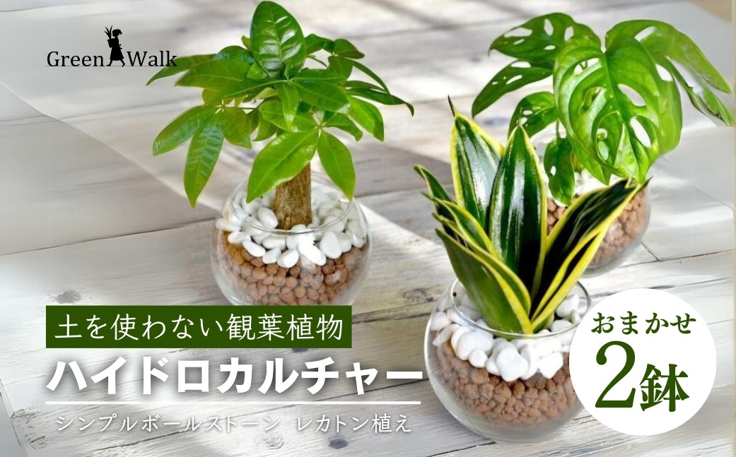 
観葉植物 ハイドロカルチャー シンプルボールストーン レカトン植え
