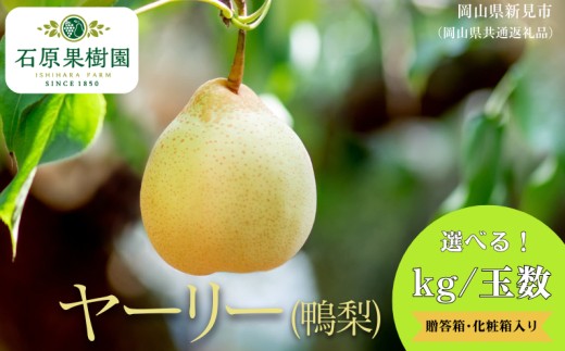 
                  容量・kg数選べる！ヤーリー (鴨梨) 贈答箱 化粧箱 赤秀【先行予約 2026年11月中旬から順次発送】
                