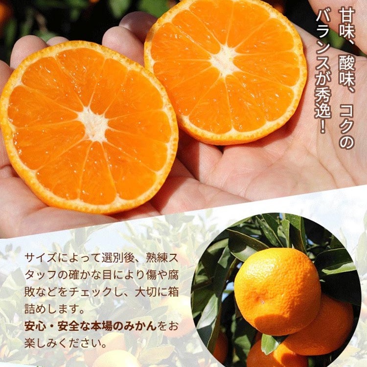 ＼光センサー選別／こだわりの完熟有田みかん 5kg＋250g(傷み補償分)【ご家庭用】サイズ混合 有機質肥料100% ｜ みかん 有田みかん 温州みかん ミカン 温州ミカン 柑橘 温州 甘い コク 産