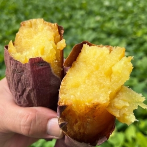 熟成さつまいも みーつ (ねっとり系) 3.0kg ｜ 紅はるか べにはるか 甘い ねっとり 熟成 国産 産地直送 スイーツ おやつ 焼き芋 焼芋 焼きいも スイートポテト 天ぷら 干し芋 ギフト お