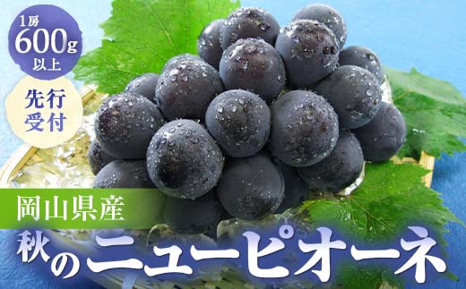 
            ◆先行受付◆　2025年発送　岡山県産　秋のニューピオーネ TY0-0041
          