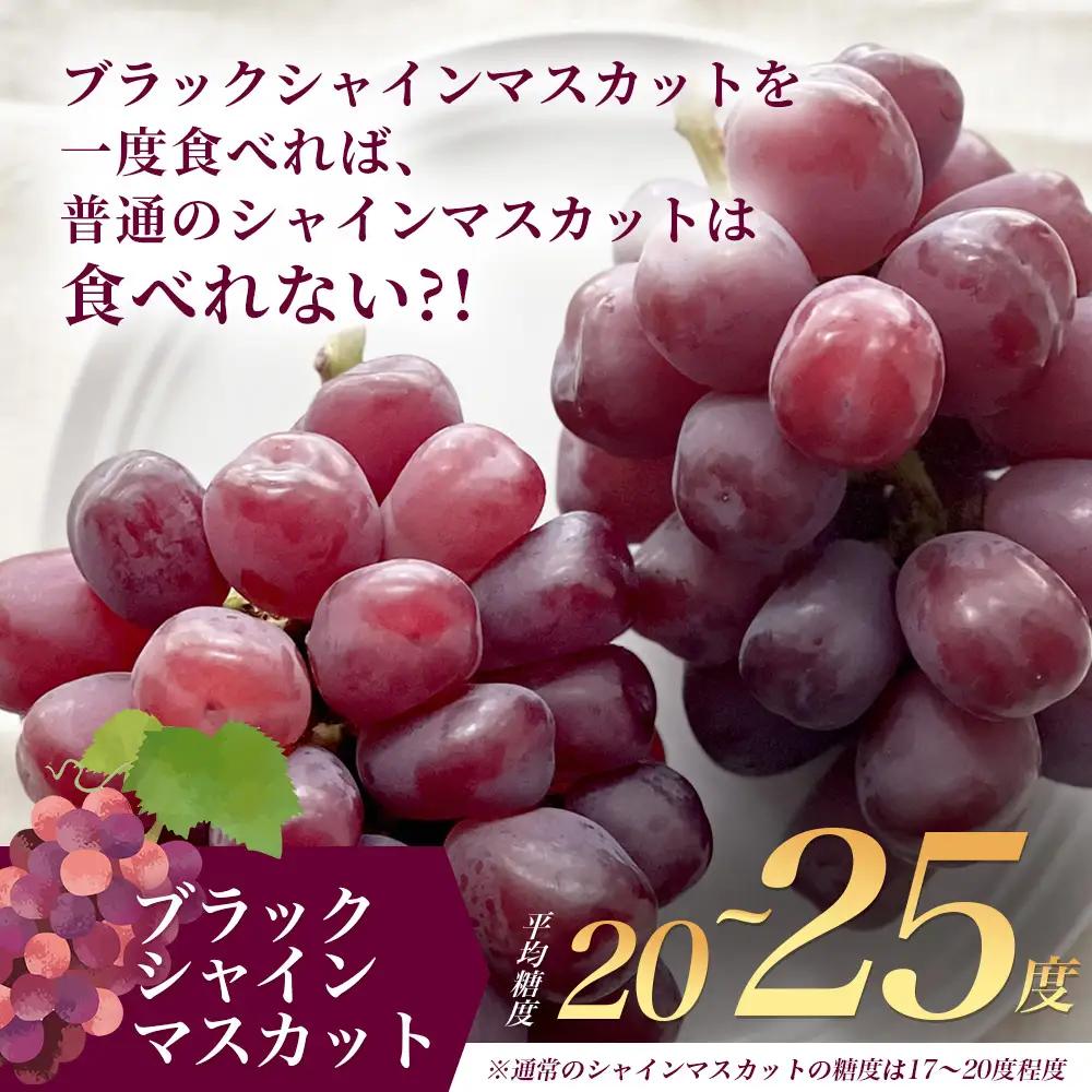 ブラックシャインマスカット 富士の輝き 1房 約700g 【先行予約】【2026年8月下旬～9月下旬発送予定】希少 高糖度 ブラック シャインマスカット マスカット フルーツ 果物 ぶどう 新鮮 生産