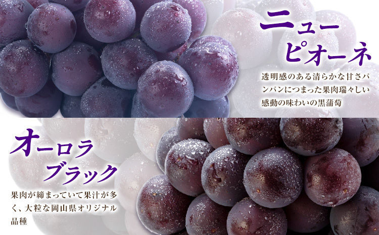 【先行予約】ぶどう ご家庭用 旬 の ぶどう 2種セット おまかせ2種 合計約2kg たけまさぶどう園 《8月中旬-10月中旬頃出荷》岡山県 浅口市 フルーツ デザート おやつ マスカット ぶどう 果