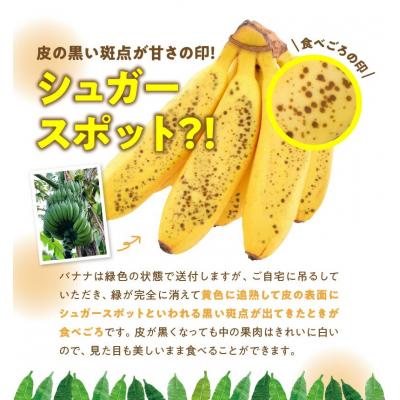 ふるさと納税 和泊町 栽培期間中 農薬・除草剤・化学肥料不使用!バニラ風味の甘い島バナナ 3キロ |  | 01