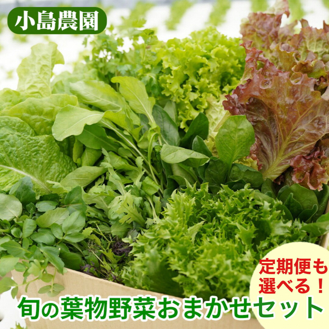 【ふるさと納税】野菜 詰め合わせ リーフレタス サラダ 7種 1回・6回定期便 京都 丹波産 新鮮 旬の葉物野菜セット 小島農園《農薬不使用 京野菜 亀岡産 季節の野菜 産地直送 期間限定 ふるさと納税野菜 定期便も選べる》