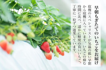 金井いちご園のいちご（やよいひめ）　3箱（大粒いちご約400ｇ×2パック／1箱）