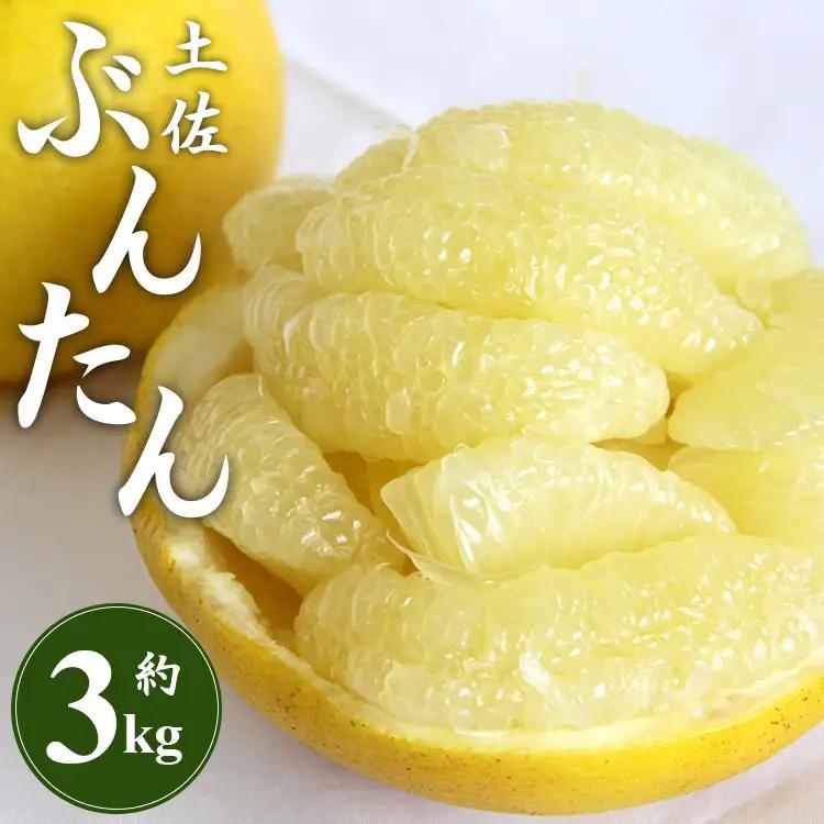 高知県産 文旦 約3kg（2L～4Lサイズ） 先行予約【ぶんたん 文旦 土佐文旦 期間限定 間城農園 土佐文旦 ぶんたん 文旦 土佐文旦】香南市 ms-0090