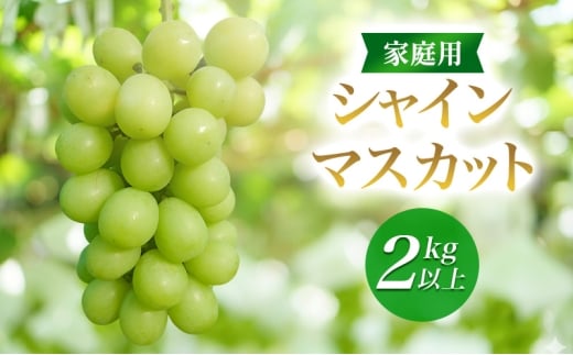 2026年産家庭用シャインマスカット 2kg以上　種なし 果物 ぶどう 葡萄 マスカット フルーツ 長野県 駒ケ根市 [№5659-1697]
