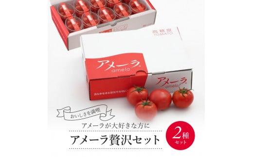 アメーラ トマト ミニトマト 10パック セット アメーラルビンズ 高糖度 7.5以上 化粧箱入り 産地 直送 新鮮 旬の 野菜 高級 フルーツトマト アメーラトマト トマト トマト トマト