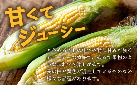 【先行予約2026年1月-5月配送】1番遅くて1番早い⁉ プレミアムヤングコーンとスイートコーンのよくばり定期便！！朝採れを皮付きのままお届け！！