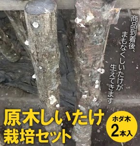 原木しいたけ栽培セット・ホダ木2本入り ※離島への配送不可 _DR04