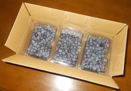 ＜生産者直送＞新鮮朝取り生ブルーベリー1.5kg【2025年6月下旬より発送／先行受付】