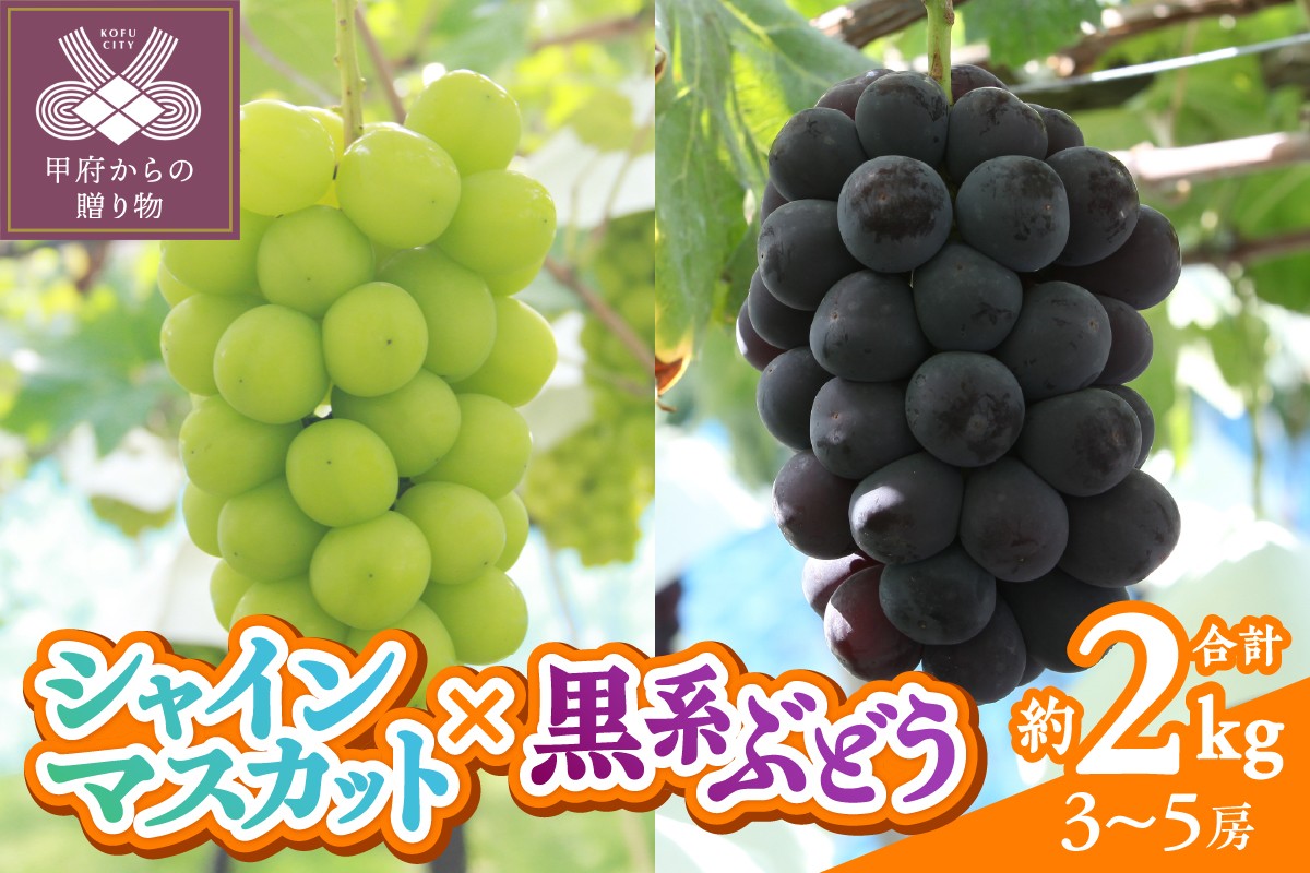 
                  〈2026年度配送分〉甲府市産　シャインマスカット×黒系ぶどう　約2.0kg（3～5房）
                