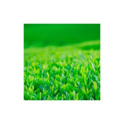 ふるさと納税 宇治田原町 森からの和紅茶　はじまり缶(15袋入) |  | 03