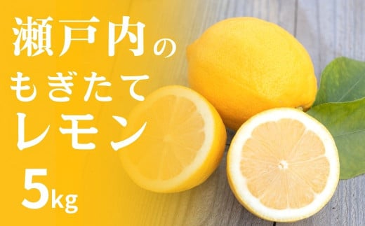 [予約] 1~2月発送 皮まで丸ごと食べられる！もぎたて瀬戸内レモン 5kg ワックス不使用 防腐剤不使用 国産 瀬戸内 せとうち 広島 大崎上島 れもん 広島レモン