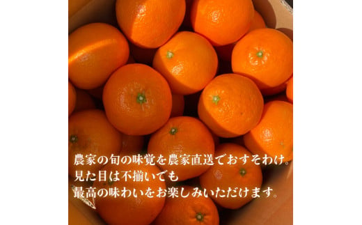 【先行予約】 【2026年1月から発送予定】 宮内伊予柑 家庭用 小玉 5kg サイズ混合 柑橘 みかん 果物 くだもの フルーツ おすすめ 人気 お取り寄せ グルメ ギフト 期間限定 数量限定 ご当