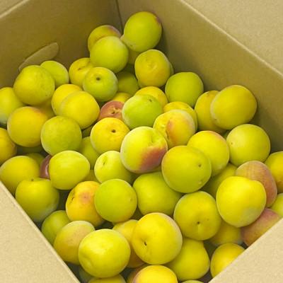 ふるさと納税 紀の川市 【訳あり】南高梅 (完熟) 3L以上 約8kg |  | 01