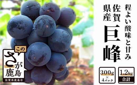 B-69  【先行予約】【数量限定】毎年人気の巨峰◆佐賀県 鹿島市産 巨峰 【300ｇ×4パック 計1.2kg 】 ふるさと納税 巨峰 ぶどう 葡萄 果物 フルーツ 果実 国産 佐賀県 鹿島市 ふるさと 人気 送料無料