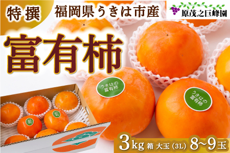 【先行予約】原茂之巨峰園 特撰 富有柿 大玉(3L) 8玉から9玉 2025年11月中旬から11月下旬 出荷予定
