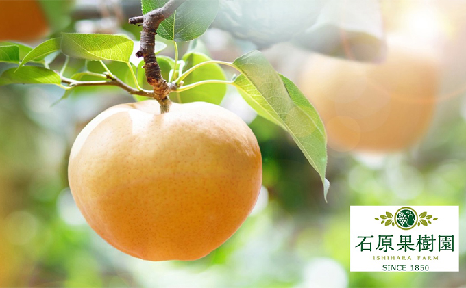 梨 2025年 先行予約 あたご梨 2玉 (1玉 約750g) 化粧箱【11月下旬～12月中旬頃発送】  ナシ なし 岡山県産 国産 フルーツ 果物 ギフト 石原果樹園