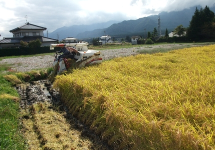 【令和8年産先行予約】コシヒカリ 特別栽培米 白米 10kg | そば処こうや