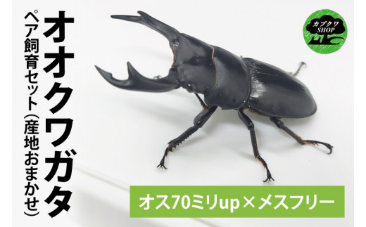 【産地おまかせペア】　【数量限定】　ペアオオクワガタ♂♀（オス70ミリup×メスフリー）ペア飼育セット クワガタ クワガタムシ カブトムシ 昆虫 虫 国産 飼育 セット 夏休み 自由研究 ふるさと納税 茨城県 鹿嶋市 KabukuwaShop