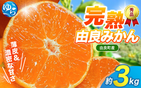 薄皮で濃い甘さ！完熟由良みかん【秀】3kg×1箱（混サイズ）和歌山県由良産※2026年11月下旬頃から12月下旬頃に順次発送予定 / 柑橘 ミカン 蜜柑 甘い 由良町 フルーツ 果物 くだもの 食品 人気 おすすめ 産地直送 由良町【ktym004-p-3】