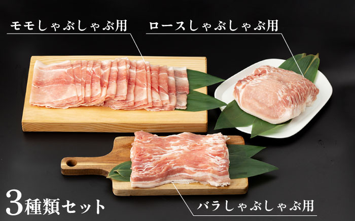 SPF豚
