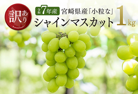 【令和７年産】【訳あり】宮崎県産　小粒なシャインマスカット1kg 【 ぶどう 果物 葡萄 フルーツ ブドウ デザート 川南町産 数量限定 期間限定 】