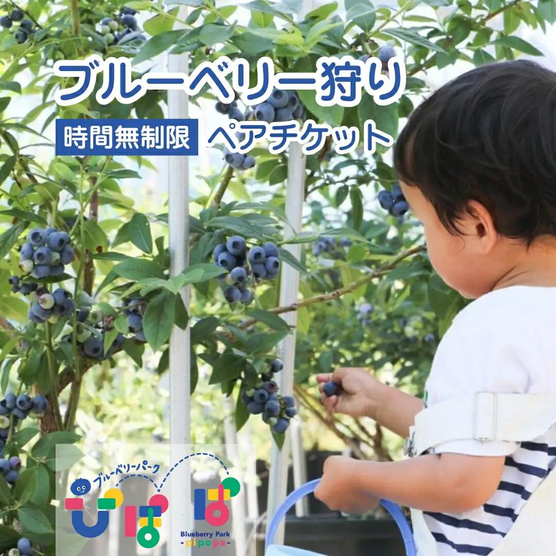 ブルーベリー狩り ペアチケット 時間無制限 ブルーベリーパーク ぴぽぱ 